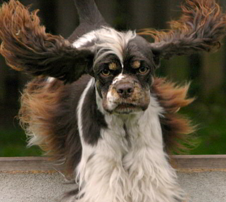 The latest photo of Reese, our chocolate and white tri