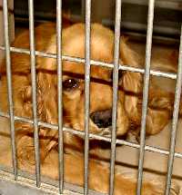 Cocker Spaniel Rescue