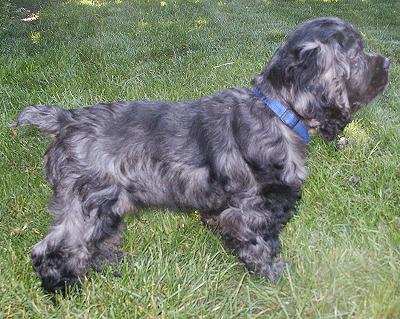 blue merle Cocker Spaniel