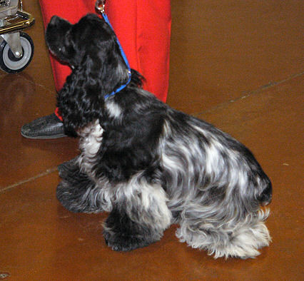 Owned by Michaela Garloff of Bodega Cockers