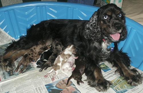 Merle Cocker puppies