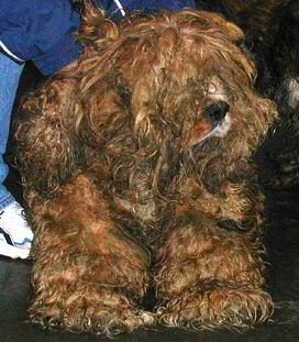 A neglected Cocker turned over to a rescue group