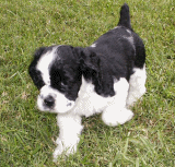 Cocker Spaniel Tips