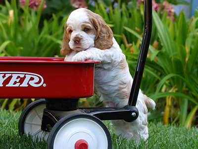 red & white Cocker Spaniel puppy