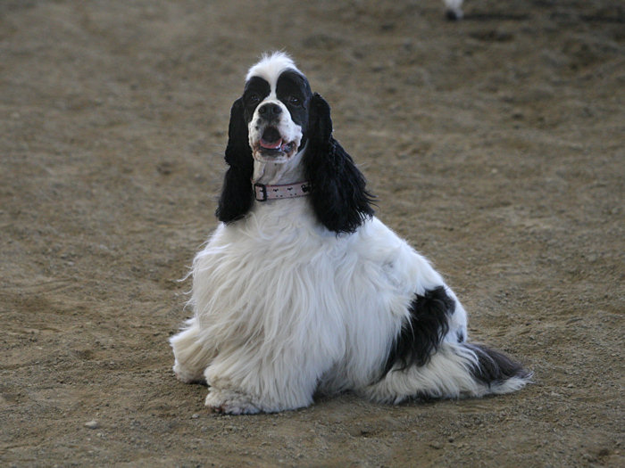 Black and white parti Cocker