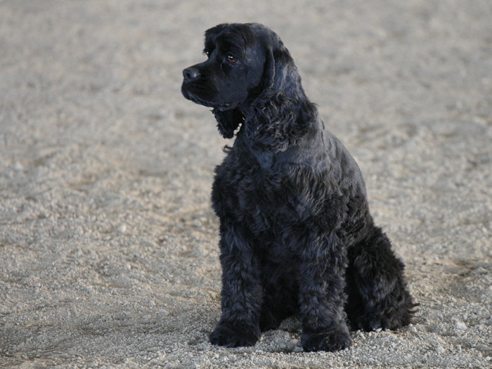 Chaos, an amazingly fast black Cocker Spaniel
