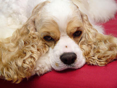high resolution American Cocker Spaniel photo