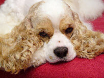 Click here for free Cocker wallpaper pictures