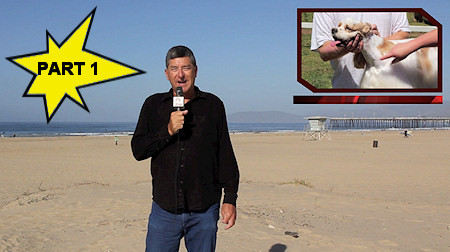 Jim Zim introduces the Cocker Spaniel grooming video series